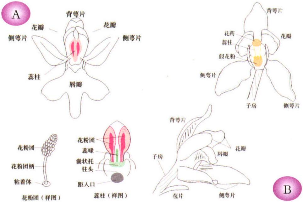 一、兰花的形态特征